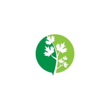 Maple leaf vector illustration 库存插图