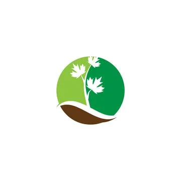 Maple leaf vector illustration 库存插图