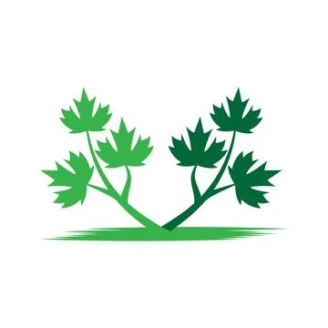 Maple leaf vector illustration 库存插图
