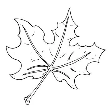 Maple leaf. Vector illustration of a maple leaf. Hand drawn red maple leaf. Stock Illustration