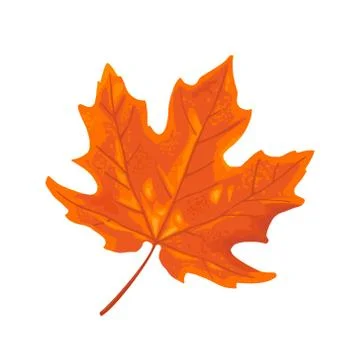 Maple leaf. Vector vintage color flat illustration. Stock Illustration