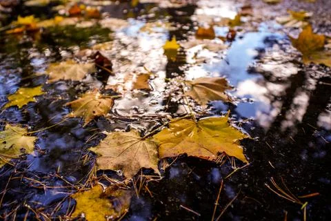Maple leaf on water close up Stock Photos