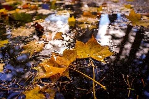 Maple leaf on water close up Stock Photos