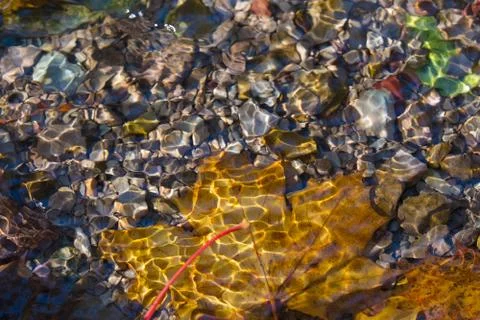 Maple leaf in water, floating autumn maple leaf. Colorful leaves in stream Stock Photos