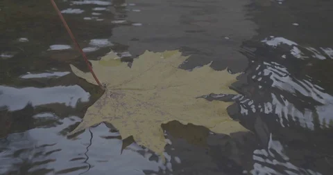 Maple Leaf On Water Stock Footage 96073544