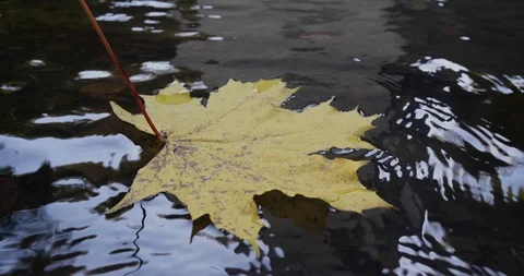 Maple Leaf On Water Stock Footage 96074064