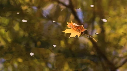 Maple leaf in water Video stock 148351662