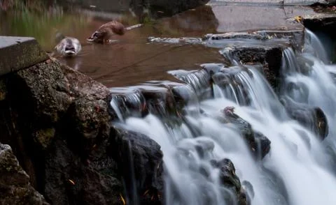 Maple leaf in waterfall Stock Photos