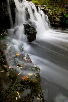 Maple leaf in waterfall Stockfoto's