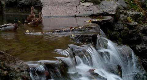 Maple leaf in waterfall Stock Photos
