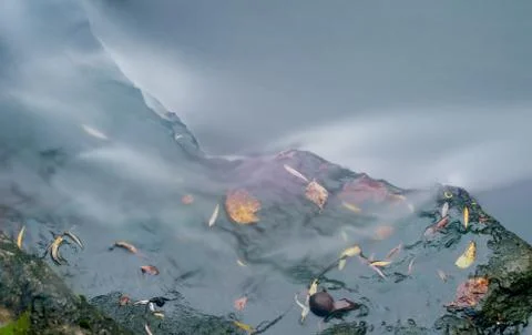 Maple leaf in waterfall Stock Photos