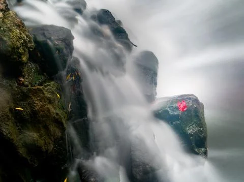 Maple leaf in waterfall Stock Photos