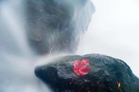 Maple leaf in waterfall Stock Photos