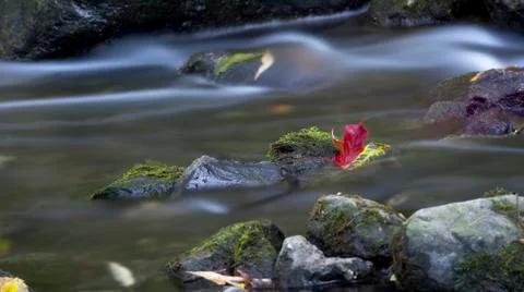 Maple leaf in waterfall Stock Photos