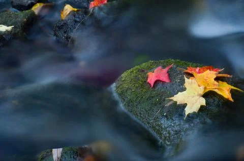 Maple leaf in waterfall Stock Photos