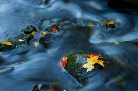 Maple leaf in waterfall Stock Photos