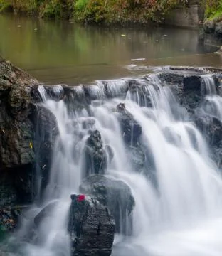 Maple leaf in waterfall Stock Photos