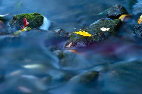 Maple leaf in waterfall Stock Photos