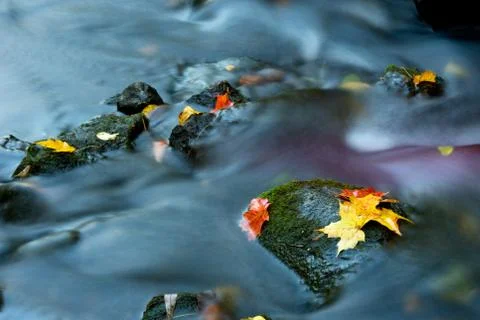 Maple leaf in waterfall Stock Photos