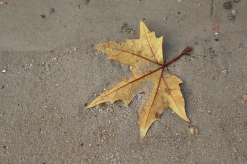 Maple leaf in wet sand Stock-Fotos