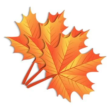 Maple leaf on a white background Stock Illustration