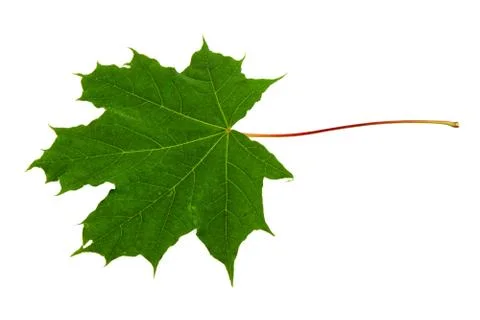 Maple leaf on a white background Stock Photos