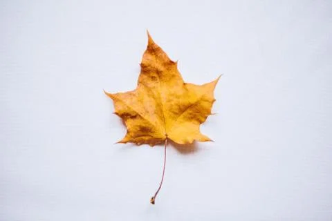 Maple leaf on a white background Stock Photos