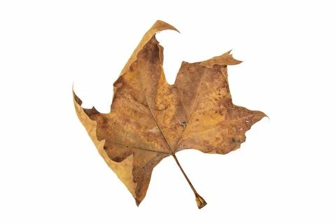  maple leaf on a white background Stock Photos