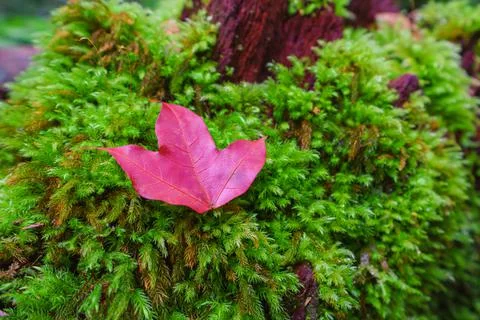 Maple leaf will red in Phu Kradueng National Park is at Loei province Stock Photos