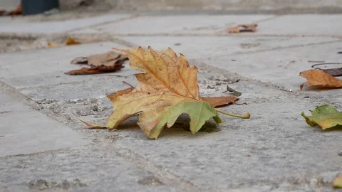 Maple leaf in the wind Video stock 127584904