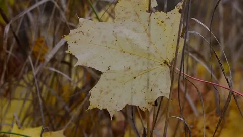 Maple leaf in the wind in the grass against the background of fallen foliages, Stock Footage 141365652