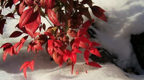 Maple leaf in winter Stock Footage 10931172