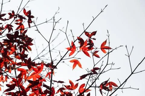 Maple leaf in winter Stock Photos