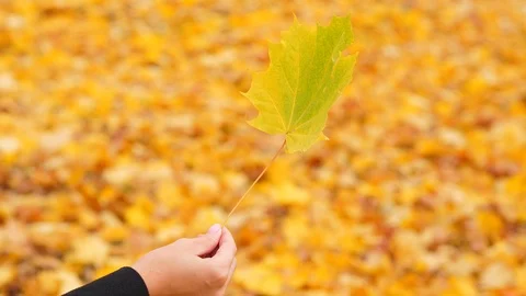 Maple leaf in woman hand, bright fallen leaves background Stock Footage 97141303