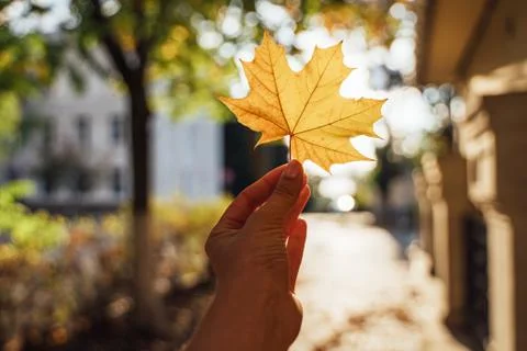 Maple leaf in a woman's hand against the background of sunset. close-up. Place Stock Photos