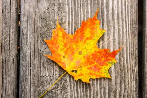 Maple Leaf on Wood Stock Photos