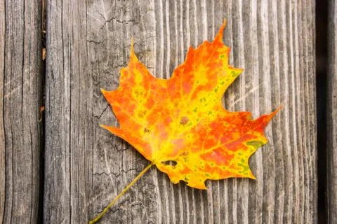 Maple Leaf on Wood Stock Photos