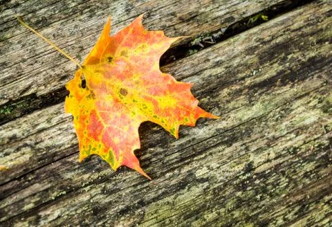 Maple Leaf on Wood Stock Photos