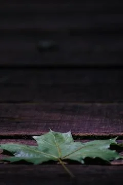Maple leaf on wooden background Stock Photos