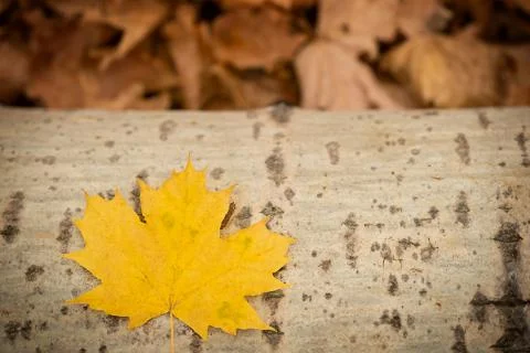 Maple leaf on wooden background Stock Photos