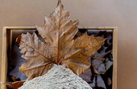 Maple leaf on wooden background. Stock Photos