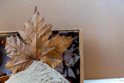 Maple leaf on wooden background. Stock Photos