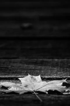 Maple leaf on wooden background Stock Photos