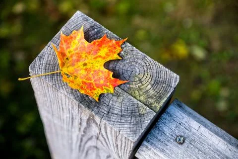 Maple Leaf on Wooden Post Stock Photos