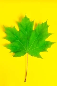 Maple leaf on yellow background. Stock Photos