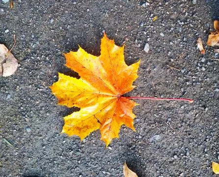 Maple leaf in yellow on a dark ground. Stock Photos