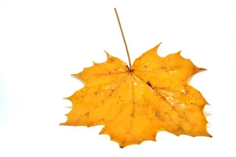 Maple Leaf Yellow, isolated leaf in autumn Stock Photos