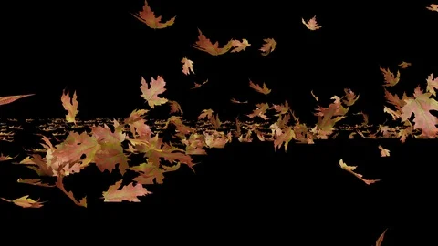 Maple leaf1 Stock Footage 130170299