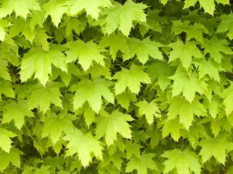 Maple leafage background. Stock Photos