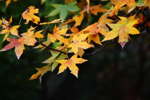 Maple Leaf.jpg Stock Photos